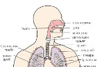 Тази интересна дихателна система
